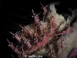 The Red Army
A group of cleaner shrimps at cleaning station by Yeehoo Wai 